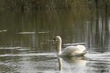 cygne3re